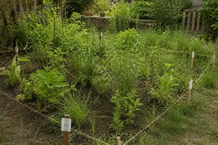 Abgegrenzte Gartenfläche zur Beobachtung eines Remediationsprogramms