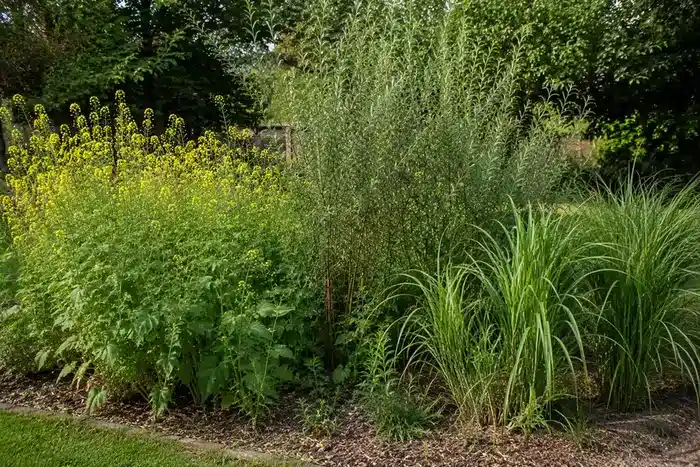 Niet-eetbare remediërende planten in een tuin