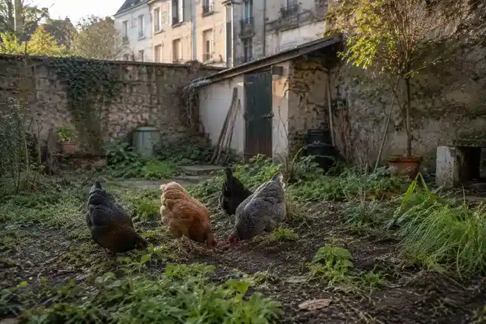 Poule die gratte ugrond sèche en poussiéreuse